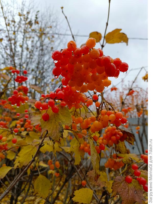 Мокрые &quot;Сибирские рубины&quot;