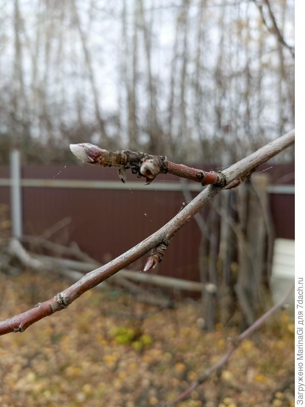 Яблоня, по &quot;паспорту&quot; Китайка золотая. Большие сомнения у меня, больше на Грушовку московскую похожа