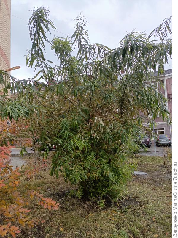 Она же с другой стороны на фоне трехэтажного (с мансардой) дома