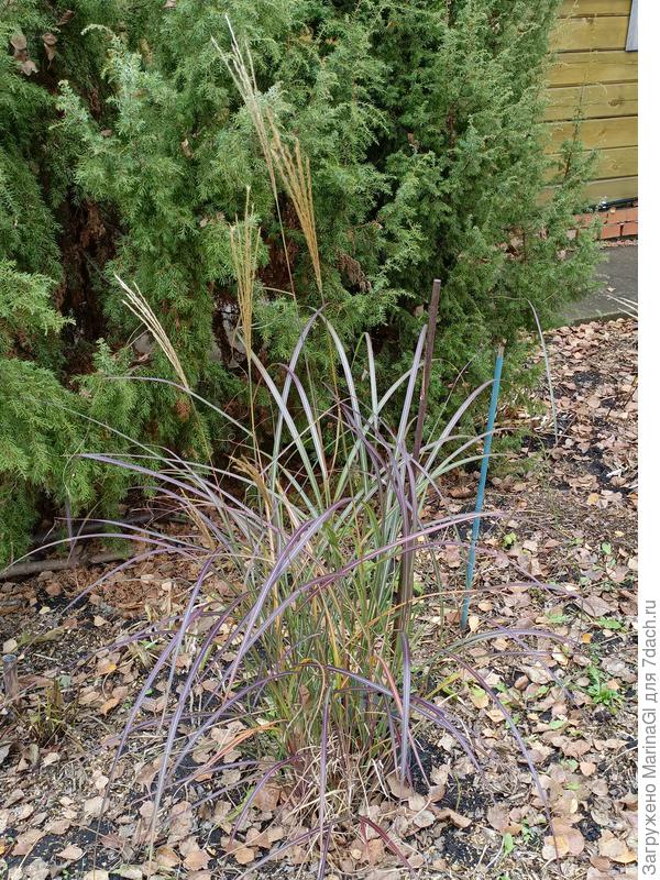 Мискантус Адажио