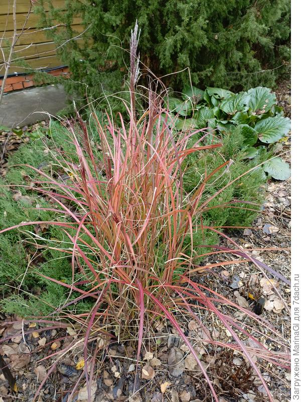 Мискантус Ред Чиф