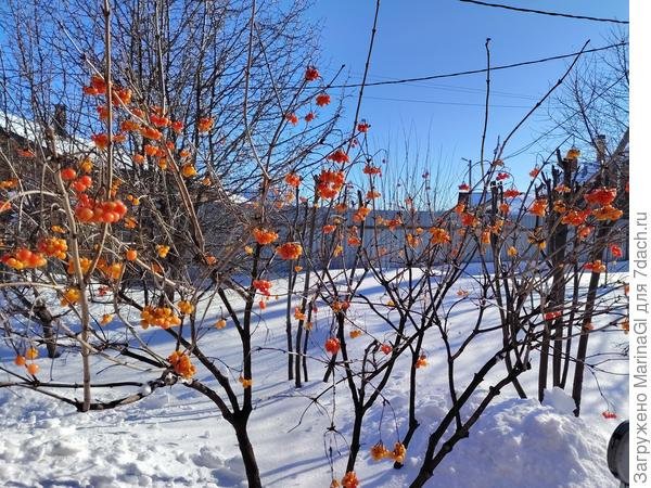 Рябину птички доедают, а калина пока не востребована.. Прямо прозрачная на солнце