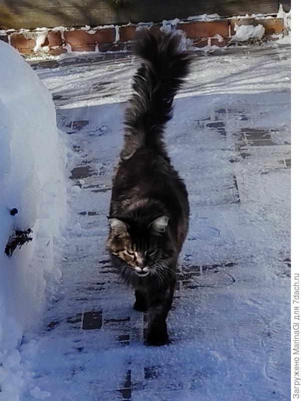 Помощник встречает сразу за калиткой, сейчас переоденемся, перекусим и пойдем все дружно чистить снег за домом.