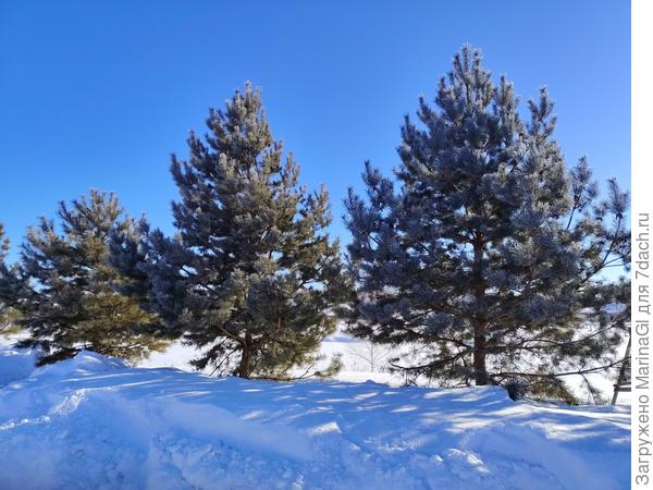 Дорога к дому, сосны вдоль прудов в легком инее