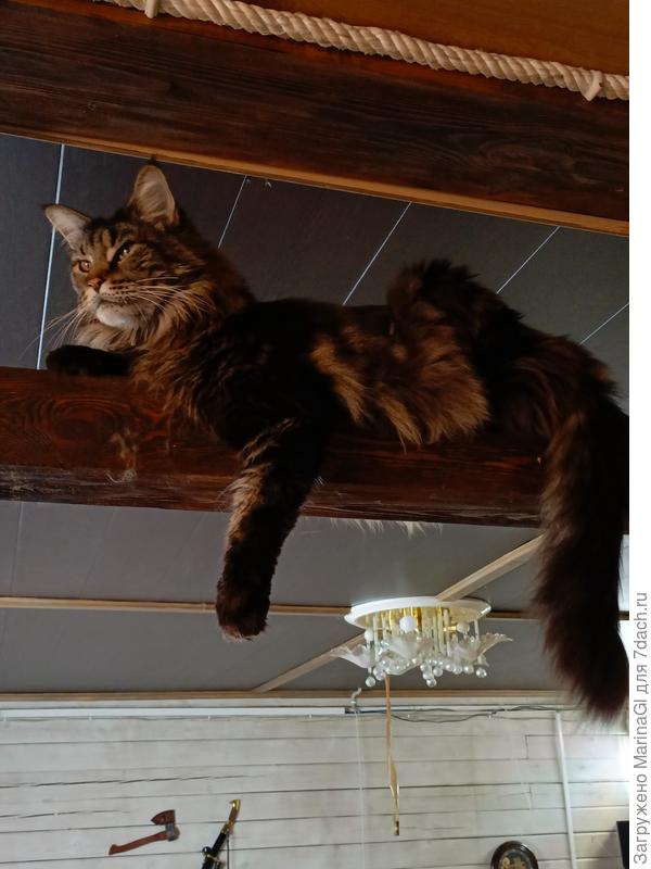 Беготня "по потолкам" - любимое занятие. Это балка между печью и стеной. За окном, куда пристально смотрит кот - гранатная рябина, а на рябине птички..