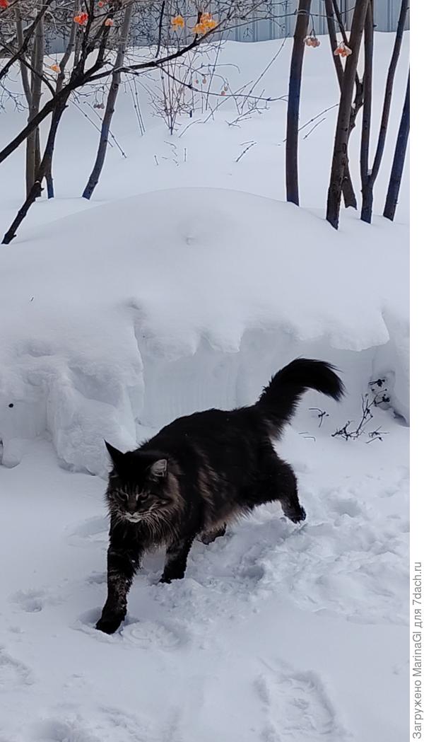 Вот здесь хоть коту пройти можно!
