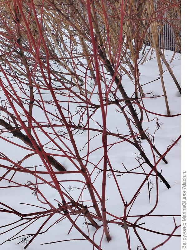 Дерен краснеет на снегу..