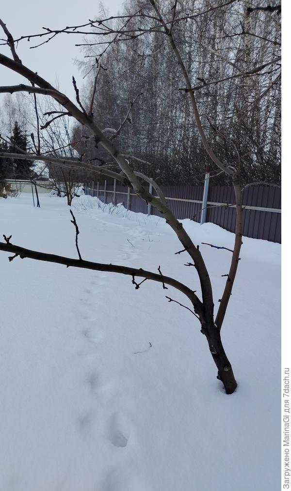 Вдоль забора под снегом смородина. Надеюсь, кот ее от посягательства мышей сбережет. А если и нет, то сама отрастет..