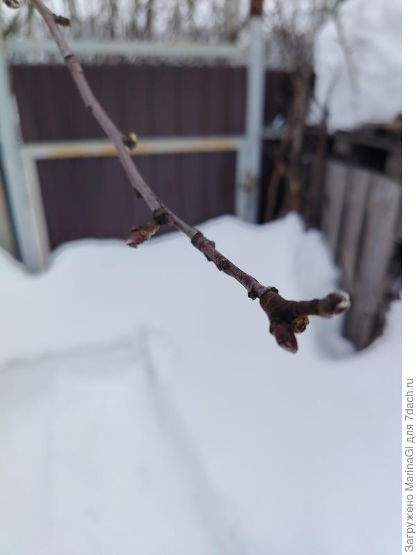 Почки на этой яблоне (Китайка золотая) "живые"