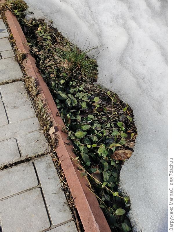 Барвинок бодро смотрит на солнышко