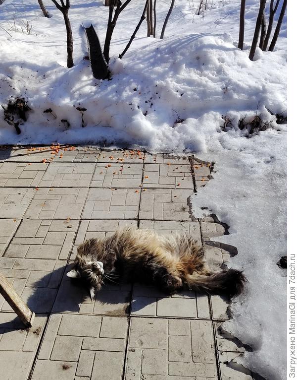 А наш кот загорает прямо на плитках - он в шубе, ему и на плитках не холодно.. А калину птички не едят, видимо, не сладкая))