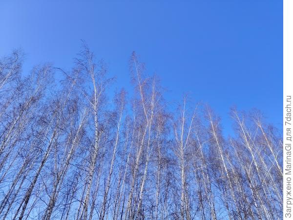 И небо и березы хороши!