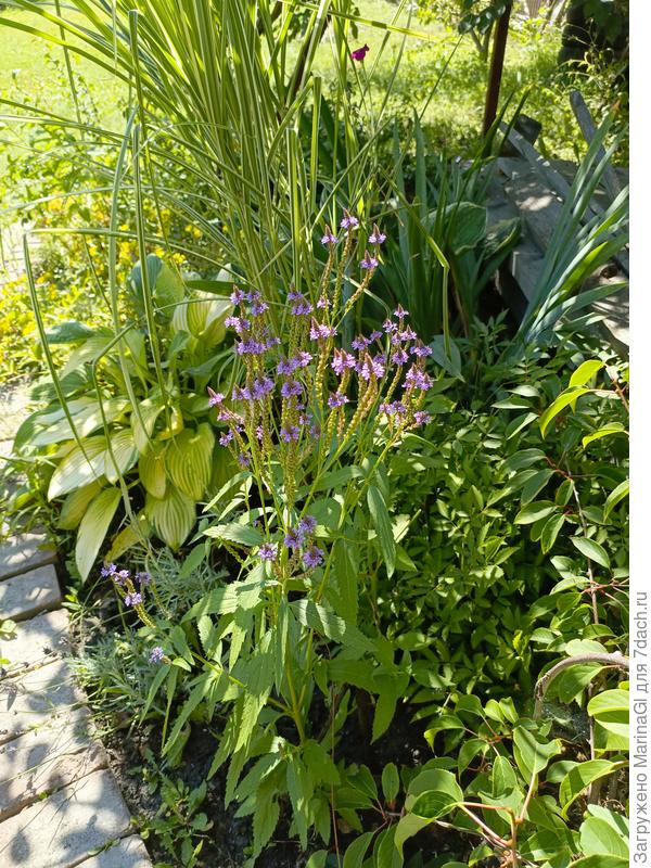 Фиолетовая вербена с мискантусом, хостами, лавандой..