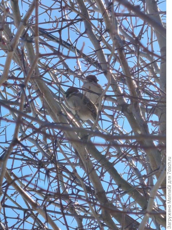 Синички явно радуются жизни..