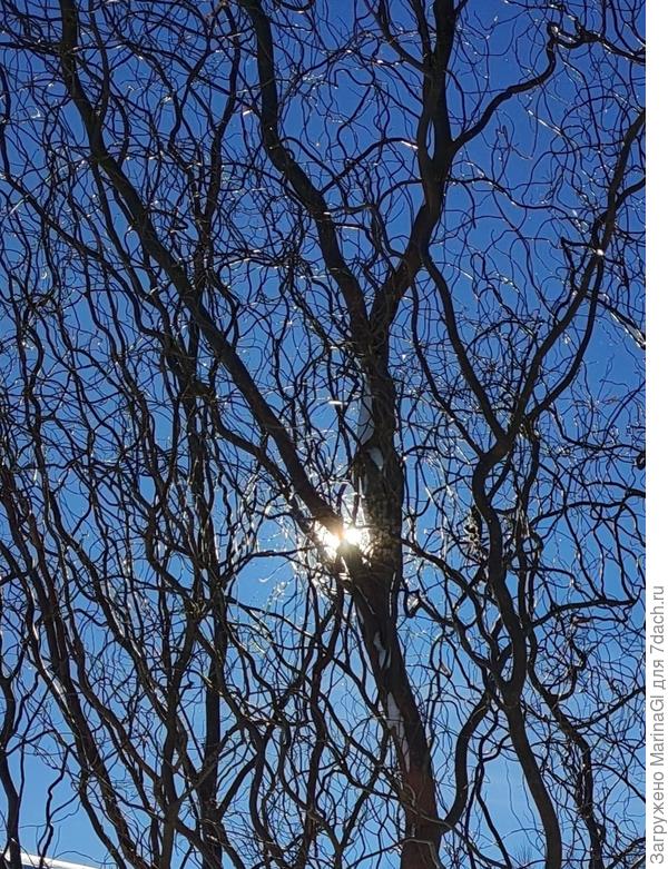 Фото прямо против солнца, был очень солнечный день