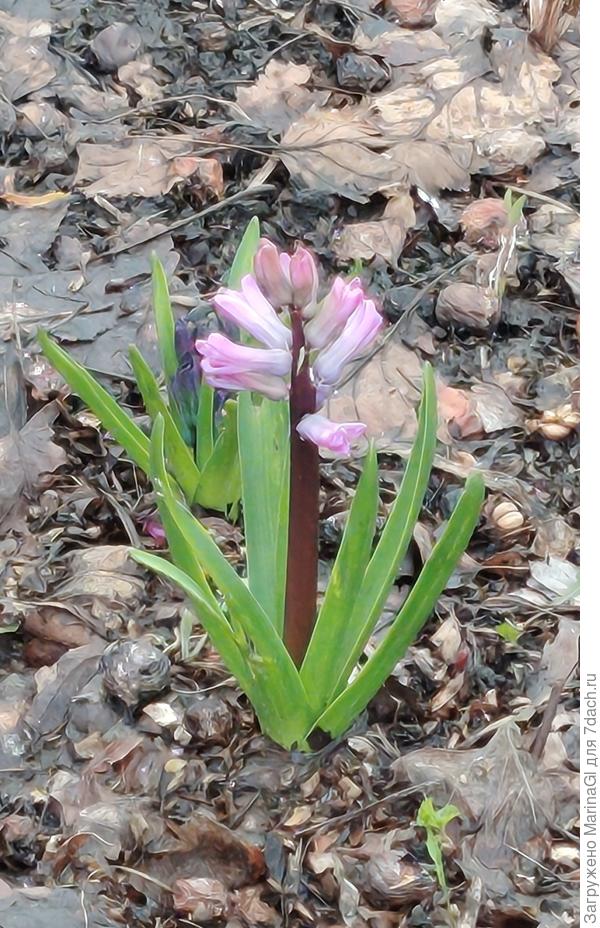 Хиленький какой-то цветочек.. А других пока и нету..