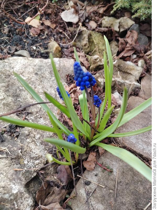 Первый мускарик зацвел