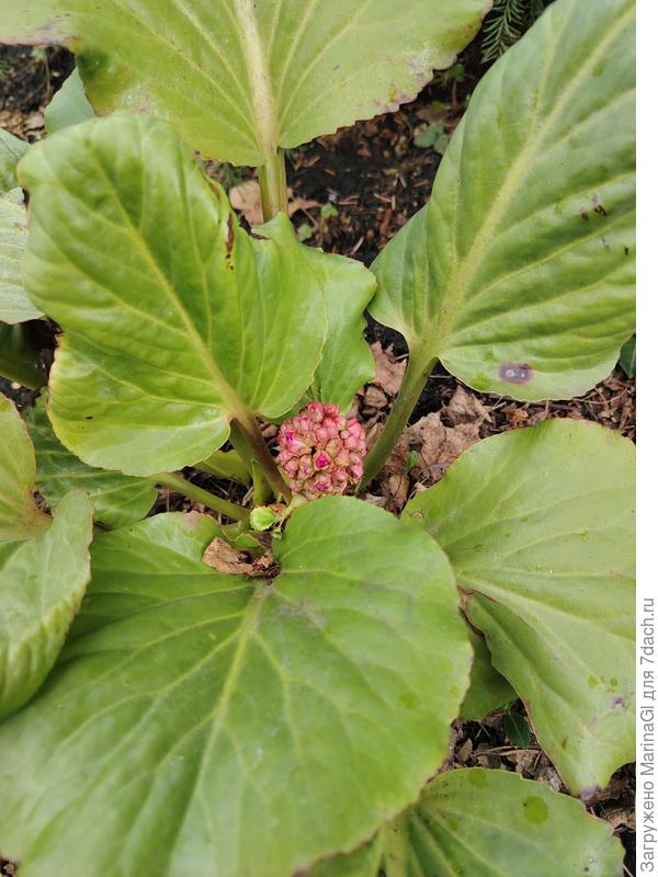 Бадан расправил листья после метрового слоя снега и нацелился цвести