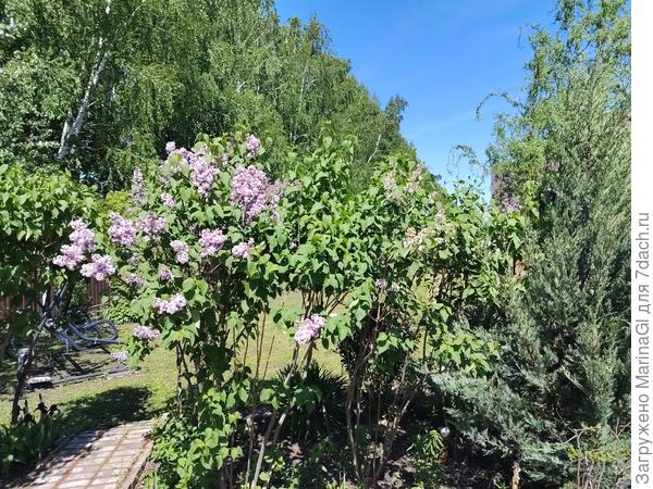 Сирень начала цвести