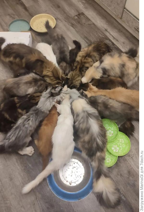 Кошки с котятами, все дети "общие". После еды младших вылизывает любая свободная мать или тетя))