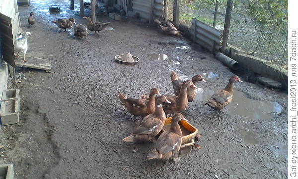 Индоутки. После дождя у них там каша-малаша