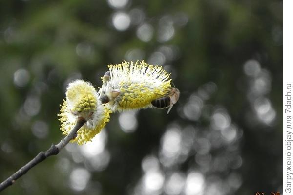 По ранней весне верба -первый источник нектара.