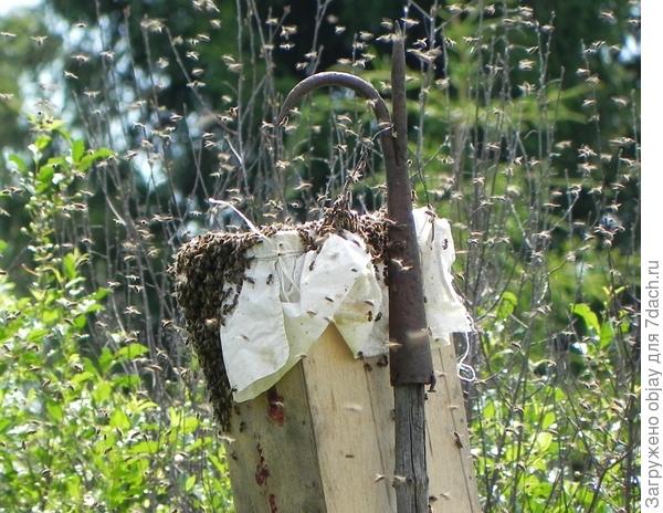 Роение пчел.