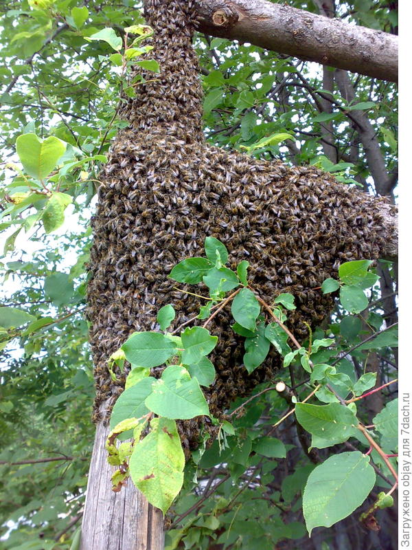Рой. &quot;Прироился&quot; на лесенку.