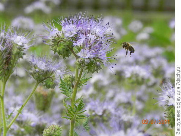 &quot;захожу на посадку&quot;