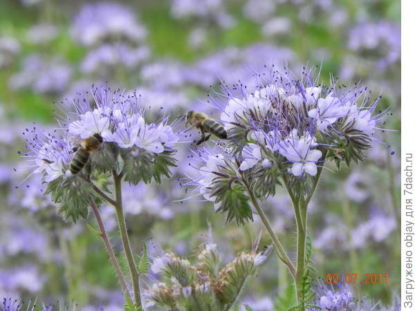 На Фацелию - высокий спрос)))