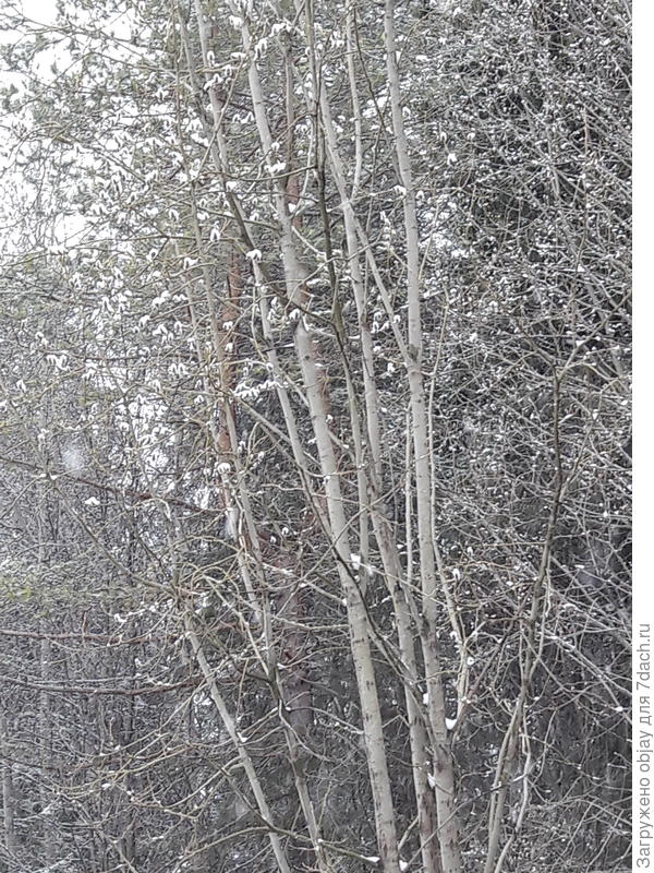 Верба в снегу. Завтра Пасха