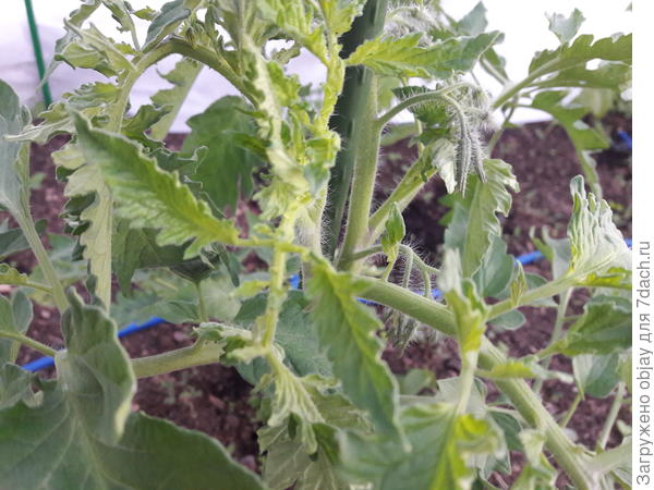 светло зеленые резные листья. будто что то не так