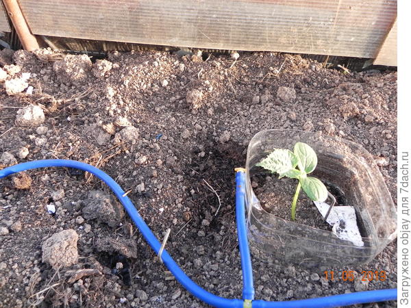 капельный для теплицы -милое дело.