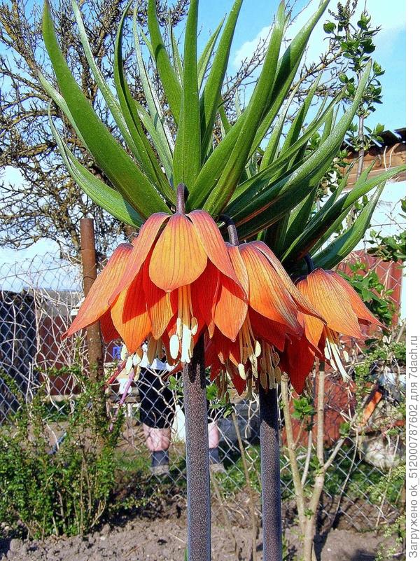 С Праздником!