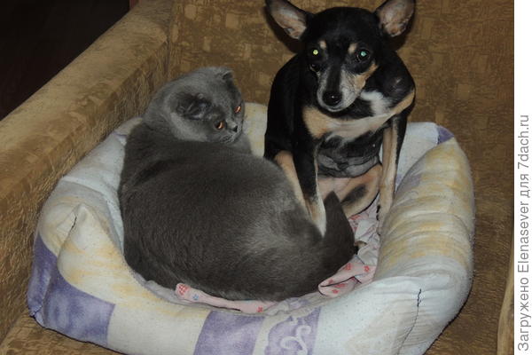 Когда прохладно - к ней кошка приходит греться