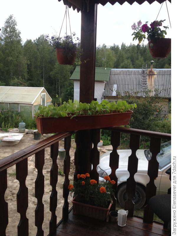 цветочкам тут очень комфортно