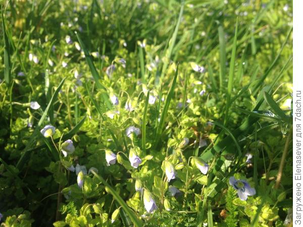 милые цветочки