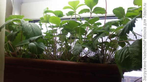 моя земляничка