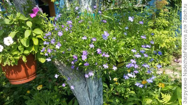 лобелия на дереве