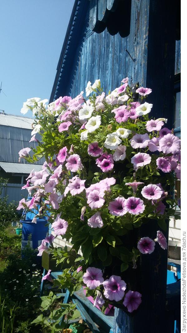 петунья у дверей
