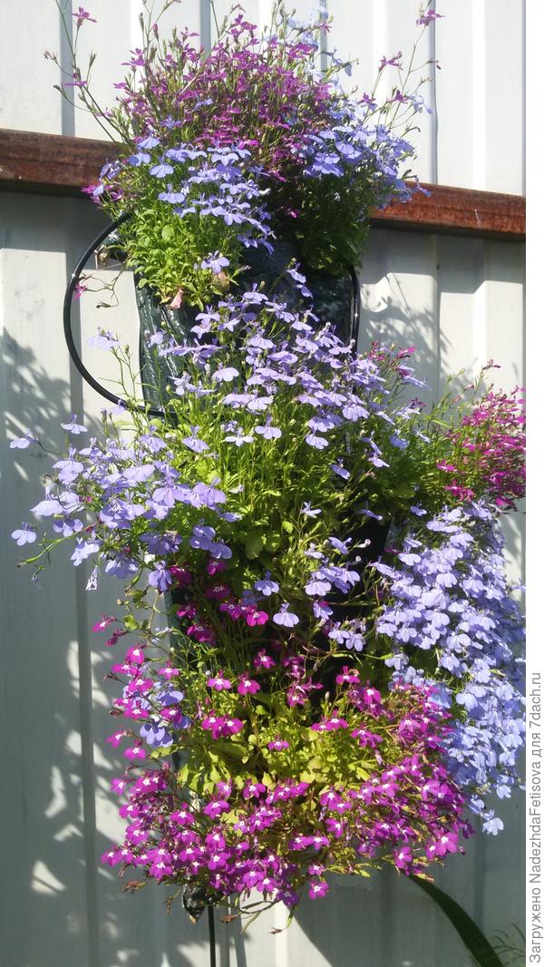 лобелия в подвесном мешке