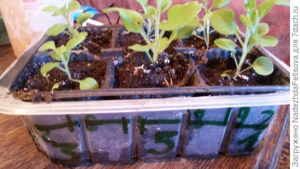 емкость в лотке, а на лотке подписаны сорта