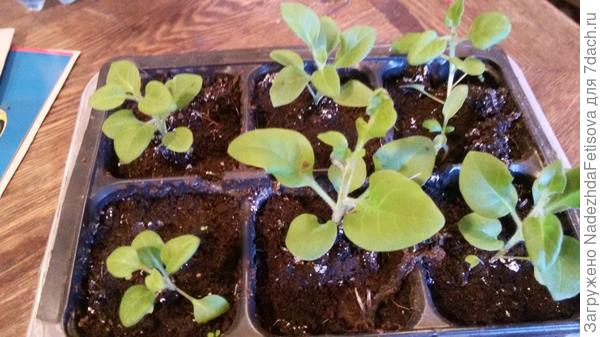 петунья, только заметила и помидорка одна затесалась