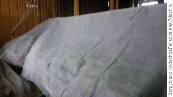 вот так укрыты мои помидоры на балконе