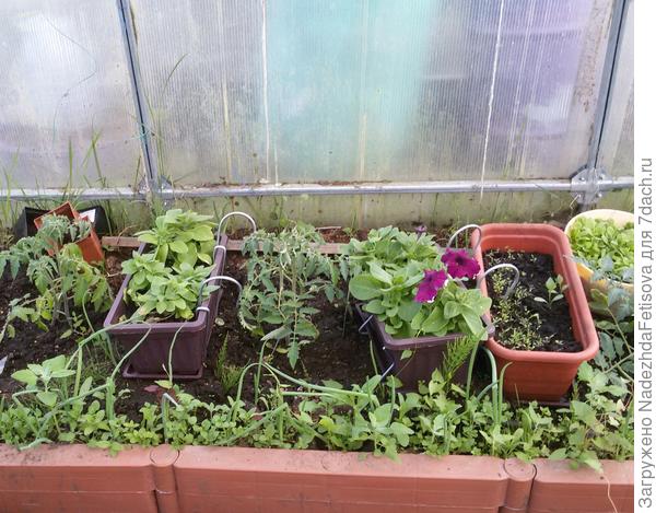 Это рассада в теплице, бордюр легко собирается