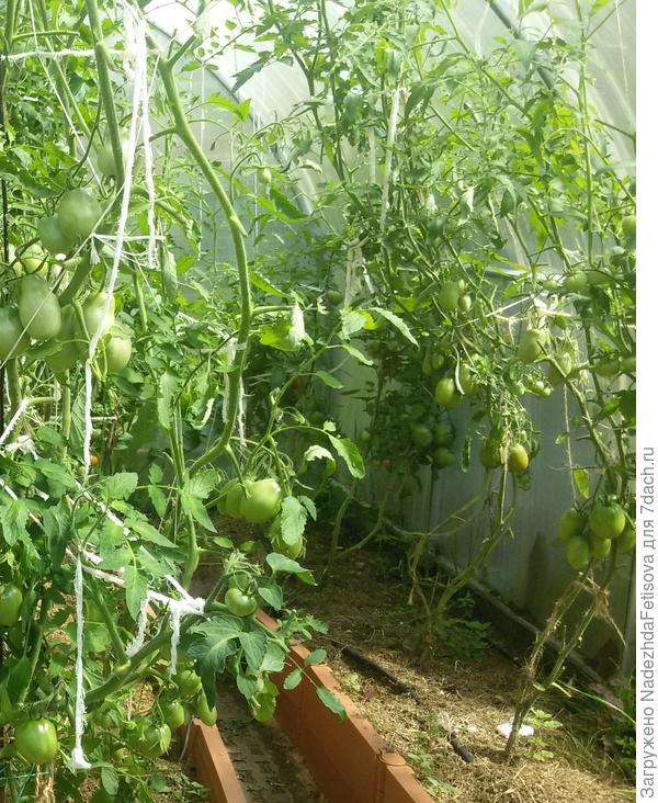 это в теплице