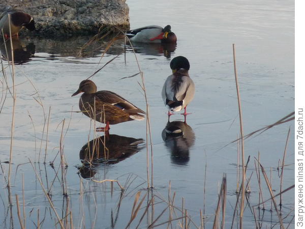 Проба первого ледка