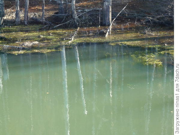 Лесное болото