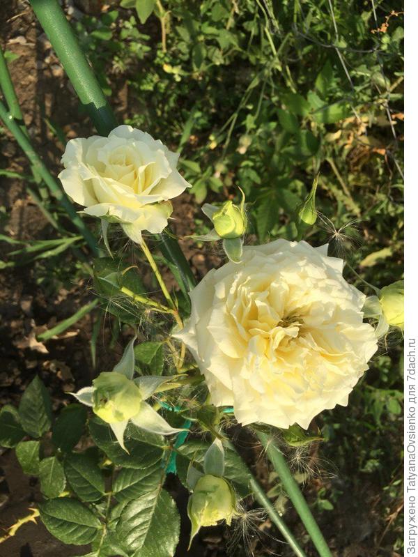 Роза "Эльф" плетистая