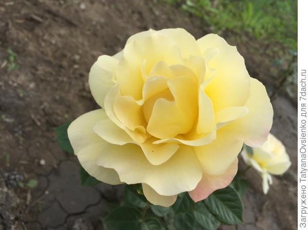 Роза "Принцесса Крау" купила в "Магните" явно меня накололи, роза не соответствует.